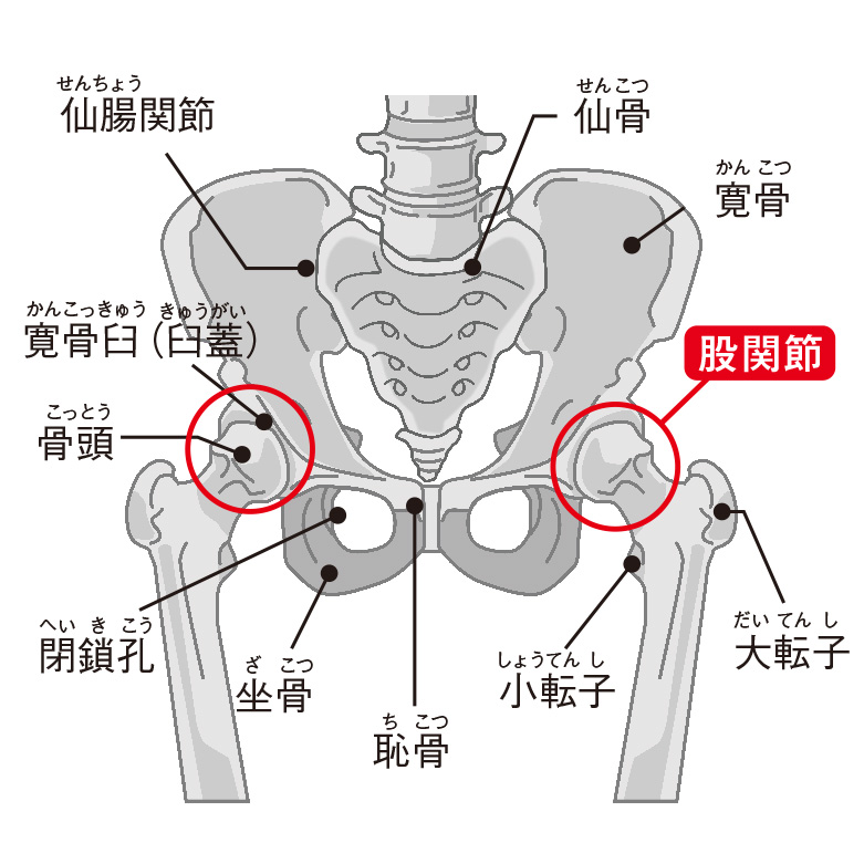 変形性股関節症の最新治療