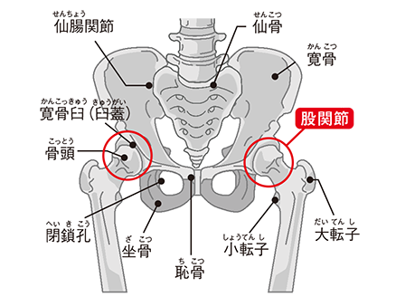変形性股関節症の最新治療