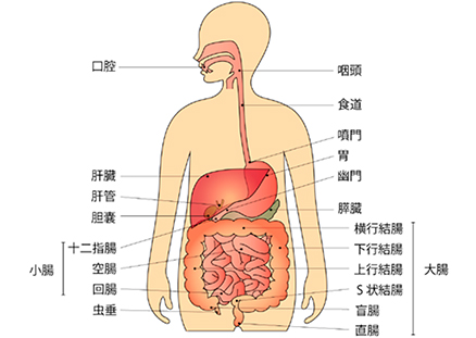 消化器がんに高精度の内視鏡治療を実施