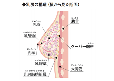 しっかり治し QOLを保つ最新乳がん治療
