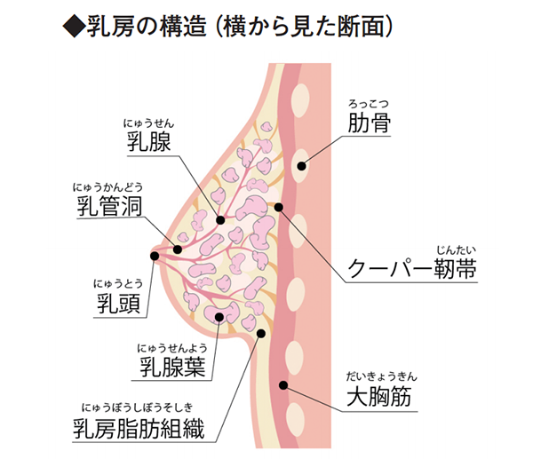 乳房の構造